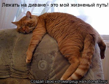 Лежать на диване - это мой жизненый путь!... Котоматрица: Лежать на диване - это мой жизненый путь!