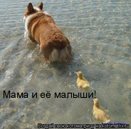 Мама и её малыши!... Котоматрица: Мама и её малыши!