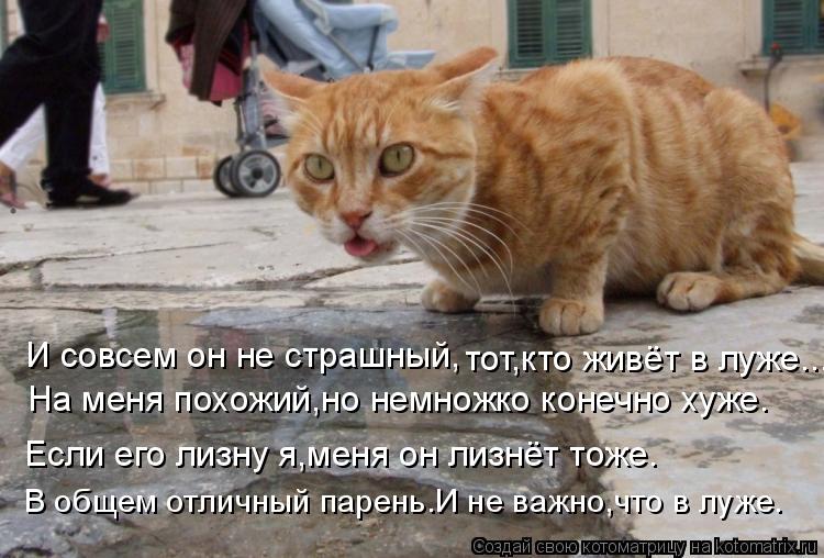 Котоматрица: И совсем он не страшный, тот,кто живёт в луже... Если его лизну я,меня он лизнёт тоже. На меня похожий,но немножко конечно хуже. В общем отличны