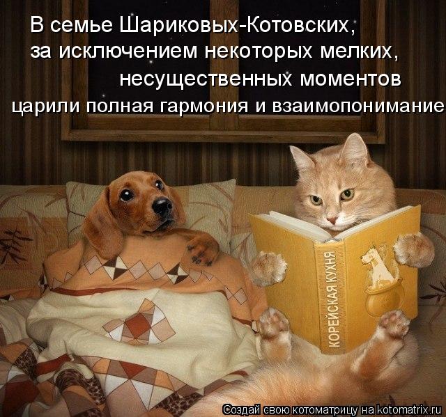 Котоматрица: В семье Шариковых-Котовских, за исключением некоторых мелких,  несущественных моментов царили полная гармония и взаимопонимание.