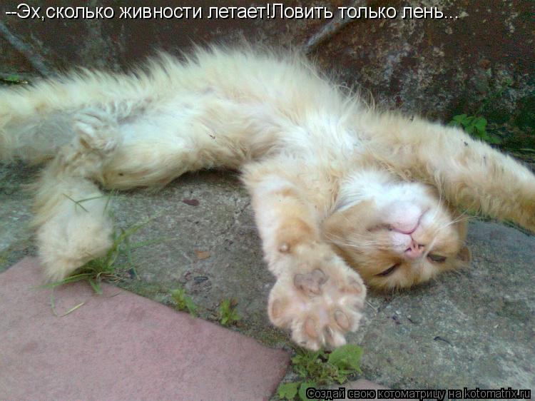 Котоматрица: --Эх,сколько живности летает!Ловить только лень...