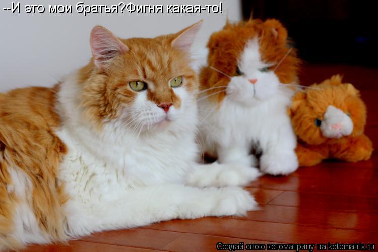 --И это мои братья?Фигня какая-то!... Котоматрица: --И это мои братья?Фигня какая-то!