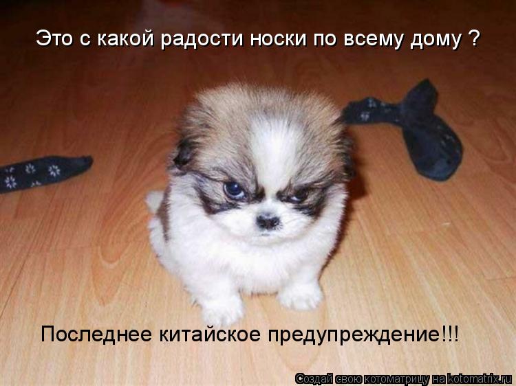 Это с какой радости носки по всему дому ? Последнее китайское предупреждение!!!... Котоматрица: Это с какой радости носки по всему дому ? Последнее китайское предупреждение!!!