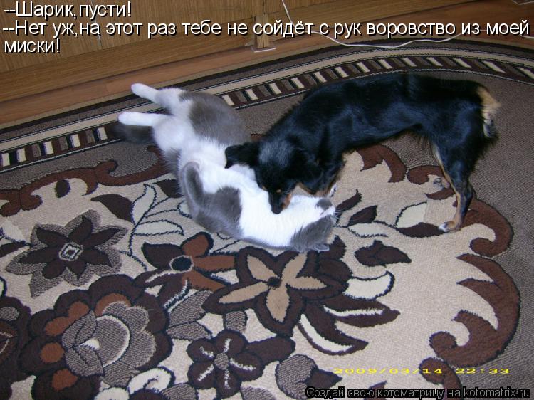 --Шарик,пусти! --Нет уж,на этот раз тебе не сойдёт с рук воровство из моей миски!... Котоматрица: --Шарик,пусти! --Нет уж,на этот раз тебе не сойдёт с рук воровство из моей миски!