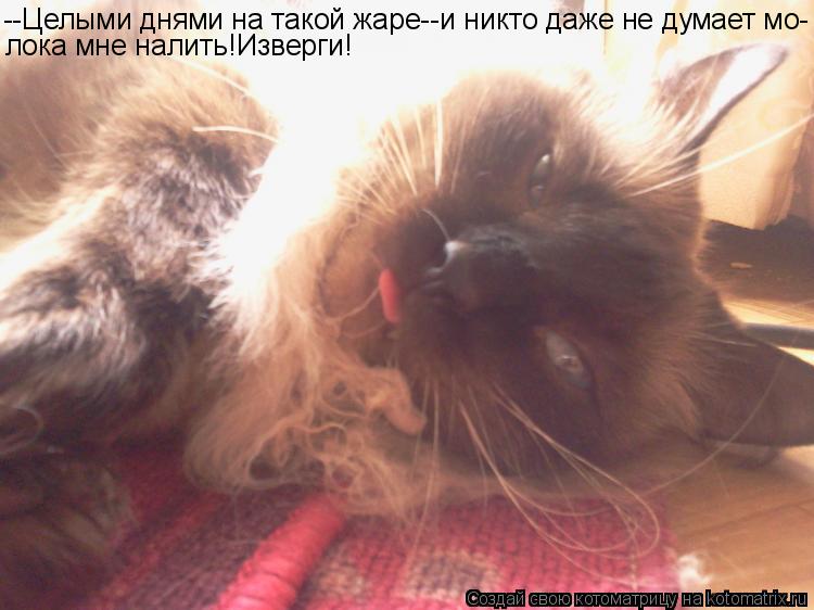 --Целыми днями на такой жаре--и никто даже не думает мо- лока мне налить!Изверги!... Котоматрица: --Целыми днями на такой жаре--и никто даже не думает мо- лока мне налить!Изверги!