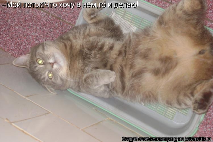 --Мой лоток!Что хочу в нём,то и делаю!... Котоматрица: --Мой лоток!Что хочу в нём,то и делаю!