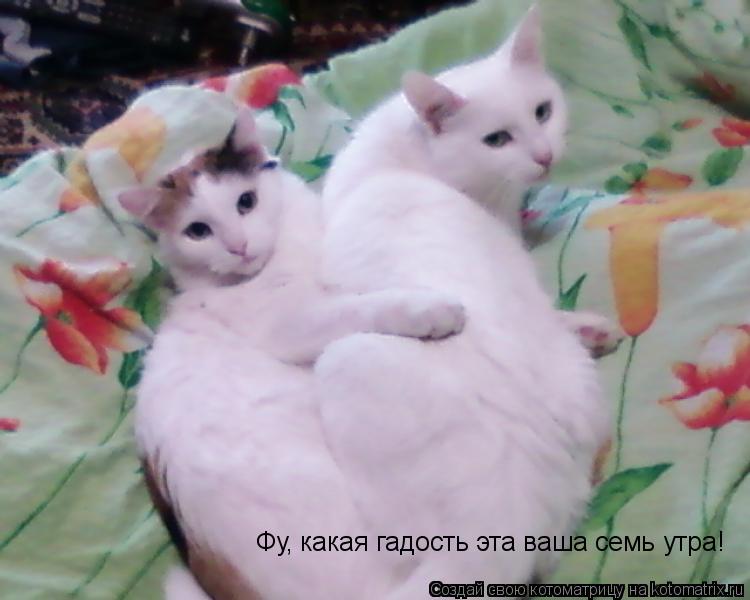 Фу, какая гадость эта ваша семь утра!... Котоматрица: Фу, какая гадость эта ваша семь утра!
