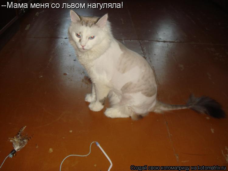 --Мама меня со львом нагуляла!... Котоматрица: --Мама меня со львом нагуляла!