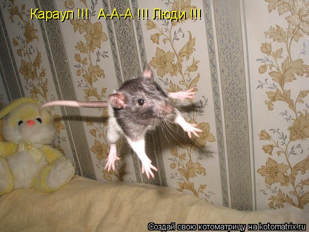 Караул !!! А-А-А !!! Люди !!!... Котоматрица: Караул !!! А-А-А !!! Люди !!!