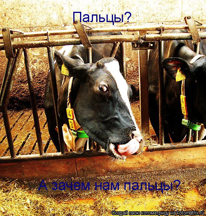 Пальцы? А зачем нам пальцы?... Котоматрица: Пальцы? А зачем нам пальцы?