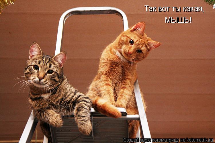 Так вот ты какая, МЫШЬ!... Котоматрица: Так вот ты какая, МЫШЬ!