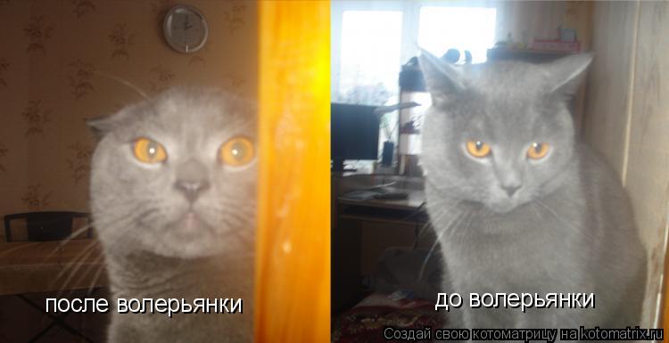 до волерьянки после волерьянки... Котоматрица: до волерьянки после волерьянки