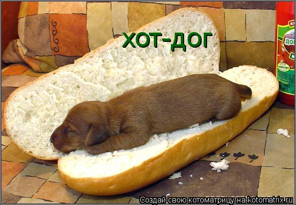 хот-дог... Котоматрица: хот-дог