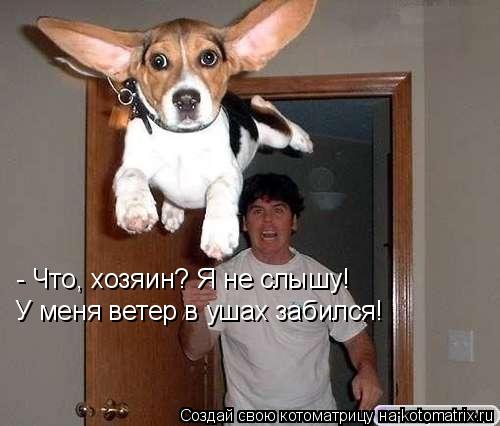 - Что, хозяин? Я не слышу! У меня ветер в ушах забился!... Котоматрица: - Что, хозяин? Я не слышу! У меня ветер в ушах забился!