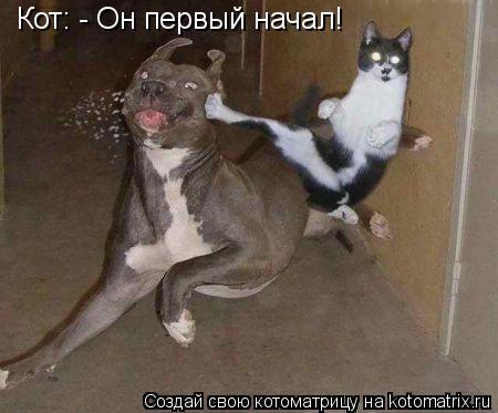 Кот: - Он первый начал!... Котоматрица: Кот: - Он первый начал!