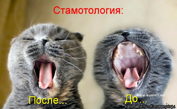 Стамотология: До После... ...... Котоматрица: Стамотология: До После... ...