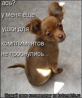ась? комплиментов не проснулись... ушки для у меня еще... Котоматрица: ась? комплиментов не проснулись... ушки для у меня еще