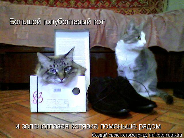 Большой голубоглазый кот и зеленоглазая котявка поменьше рядом... Котоматрица: Большой голубоглазый кот и зеленоглазая котявка поменьше рядом