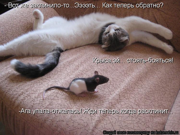 - Вот же заклинило-то...Ээээть... Как теперь обратно? Крыса,эй... стоять-бояться! -Ага,упала-отжалась... Котоматрица: - Вот же заклинило-то...Ээээть... Как теперь обратно? Крыса,эй... стоять-бояться! -Ага,упала-отжалась! Жди теперь,когда расклинит...