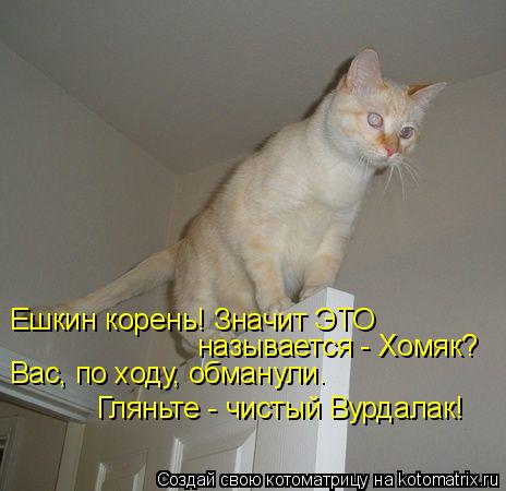 Ешкин корень! Значит ЭТО называется - Хомяк? Вас, по ходу, обманули. Гляньте - чистый Вурдалак!... Котоматрица: Ешкин корень! Значит ЭТО называется - Хомяк? Вас, по ходу, обманули. Гляньте - чистый Вурдалак!