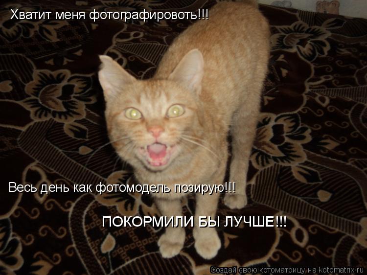 Хватит меня фотографировоть!!! Весь день как фотомодель позирую!!! ПОКОРМИЛИ БЫ ЛУЧШЕ!!!... Котоматрица: Хватит меня фотографировоть!!! Весь день как фотомодель позирую!!! ПОКОРМИЛИ БЫ ЛУЧШЕ!!!
