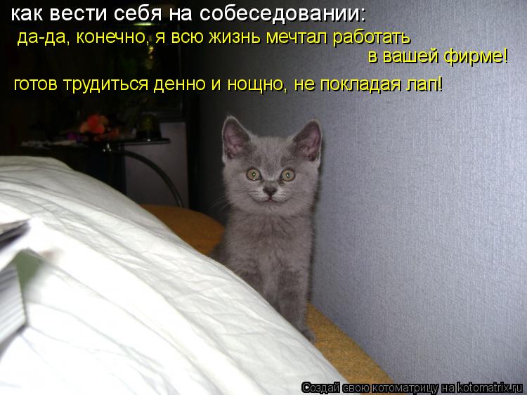 как вести себя на собеседовании: да-да, конечно, я всю жизнь мечтал работать в вашей фирме! готов тр... Котоматрица: как вести себя на собеседовании: да-да, конечно, я всю жизнь мечтал работать в вашей фирме! готов трудиться денно и нощно, не покладая лап!