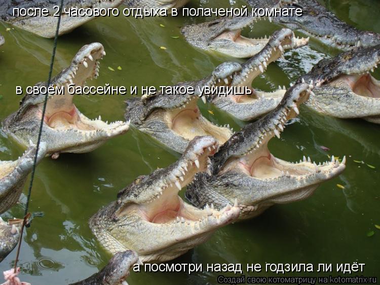 после 2 часового отдыха в полаченой комнате в своём бассейне и не такое увидишь а посмотри назад не... Котоматрица: после 2 часового отдыха в полаченой комнате в своём бассейне и не такое увидишь а посмотри назад не годзила ли идёт