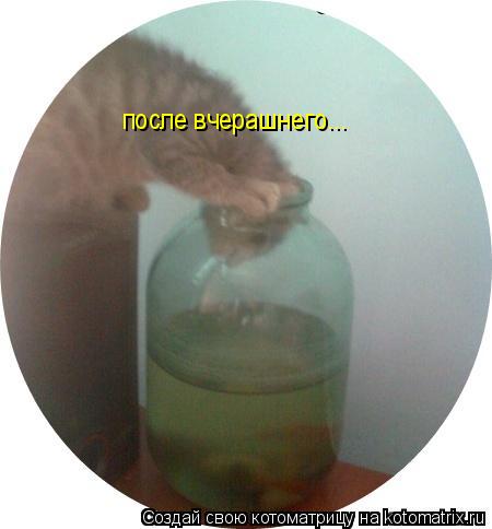 после вчерашнего...... Котоматрица: после вчерашнего...