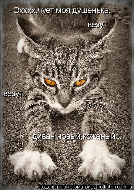 - Эхххх,чует моя душенька... везут... диван новый,кожаный.... везут...... Котоматрица: - Эхххх,чует моя душенька... везут... диван новый,кожаный.... везут...