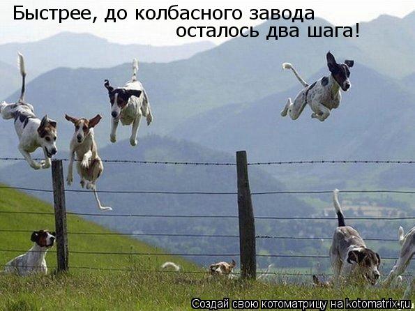 Быстрее, до колбасного завода осталось два шага!... Котоматрица: Быстрее, до колбасного завода осталось два шага!