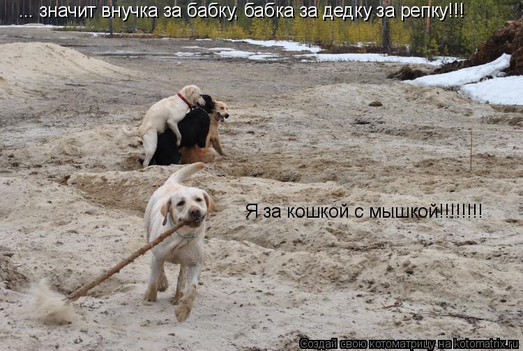 ... значит внучка за бабку, бабка за дедку за репку!!! Я за кошкой с мышкой!!!!!!!!... Котоматрица: ... значит внучка за бабку, бабка за дедку за репку!!! Я за кошкой с мышкой!!!!!!!!