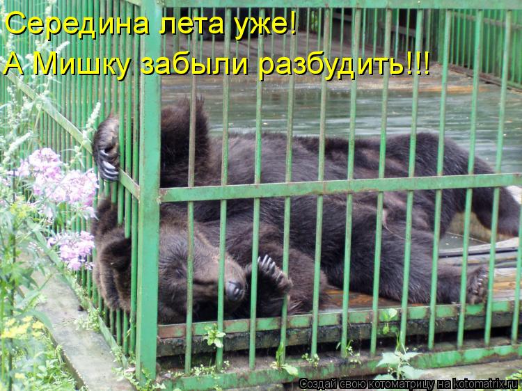 Середина лета уже! А Мишку забыли разбудить!!!... Котоматрица: Середина лета уже! А Мишку забыли разбудить!!!