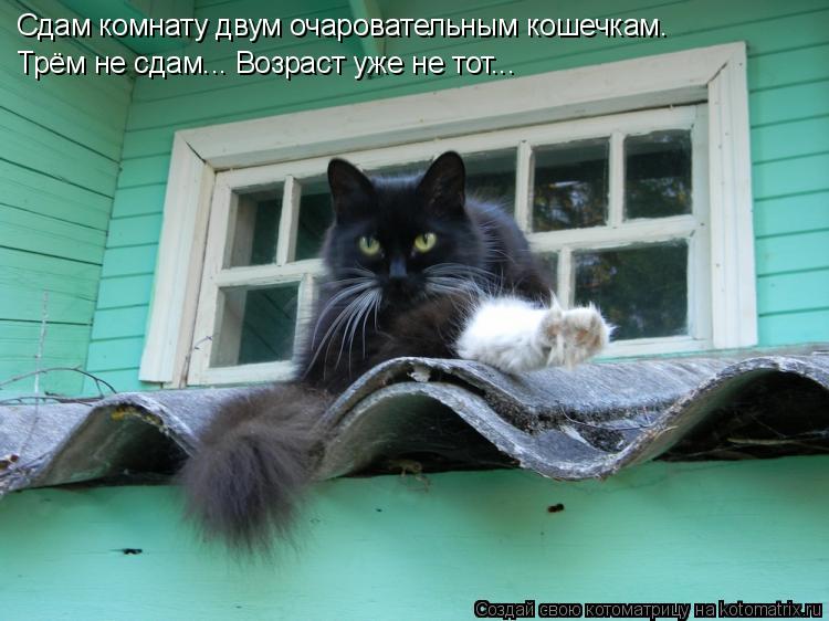 Сдам комнату двум очаровательным кошечкам. Трём не сдам... Возраст уже не тот...... Котоматрица: Сдам комнату двум очаровательным кошечкам. Трём не сдам... Возраст уже не тот...