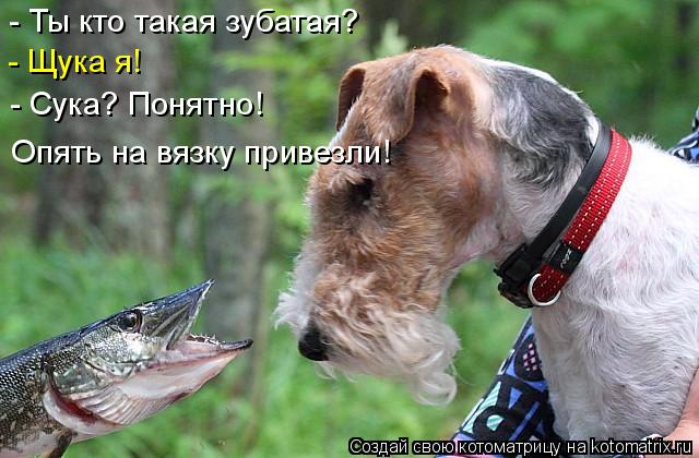 - Ты кто такая зубатая? - Щука я! - Сука? Понятно! Опять на вязку привезли!... Котоматрица: - Ты кто такая зубатая? - Щука я! - Сука? Понятно! Опять на вязку привезли!