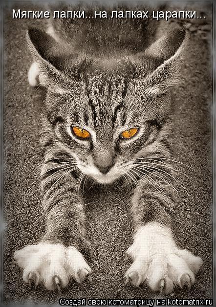 Мягкие лапки...на лапках царапки...... Котоматрица: Мягкие лапки...на лапках царапки...