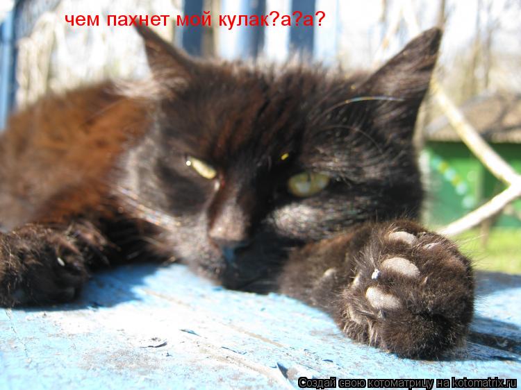 чем пахнет мой кулак?а?а?... Котоматрица: чем пахнет мой кулак?а?а?