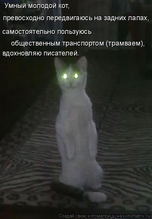 Умный молодой кот, превосходно передвигаюсь на задних лапах, самостоятельно пользуюсь общественным т... Котоматрица: Умный молодой кот, превосходно передвигаюсь на задних лапах, самостоятельно пользуюсь общественным транспортом (трамваем), вдохновляю пи