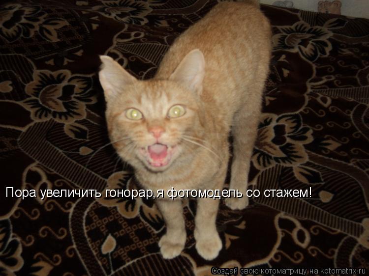 Пора увеличить гонорар,я фотомодель со стажем!... Котоматрица: Пора увеличить гонорар,я фотомодель со стажем!