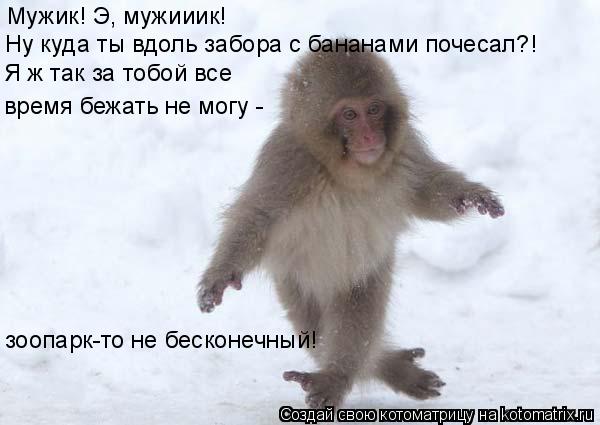 Мужик! Э, мужииик! Ну куда ты вдоль забора с бананами почесал?! Я ж так за тобой все время бежать не... Котоматрица: Мужик! Э, мужииик! Ну куда ты вдоль забора с бананами почесал?! Я ж так за тобой все время бежать не могу - зоопарк-то не бесконечный!