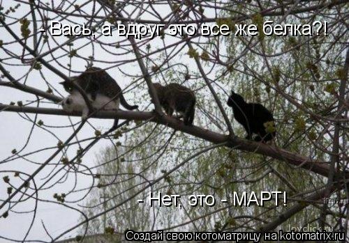 - Нет, это - МАРТ! - Вась, а вдруг это все же белка?!... Котоматрица: - Нет, это - МАРТ! - Вась, а вдруг это все же белка?!