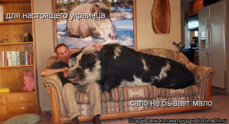 для настоящего украинца сало не бывает мало... Котоматрица: для настоящего украинца сало не бывает мало
