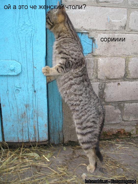 ой а это че женский чтоли? сорииии... Котоматрица: ой а это че женский чтоли? сорииии