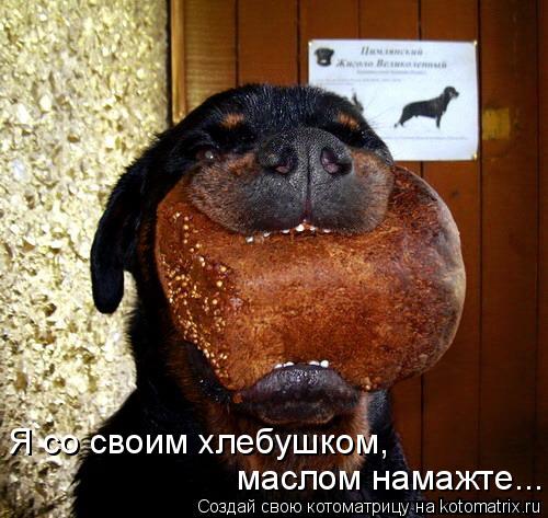 маслом намажте... Я со своим хлебушком,... Котоматрица: маслом намажте... Я со своим хлебушком,