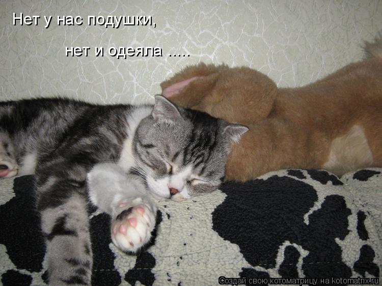 Нет у нас подушки, нет и одеяла ........ Котоматрица: Нет у нас подушки, нет и одеяла .....