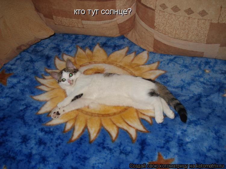 кто тут солнце?... Котоматрица: кто тут солнце?