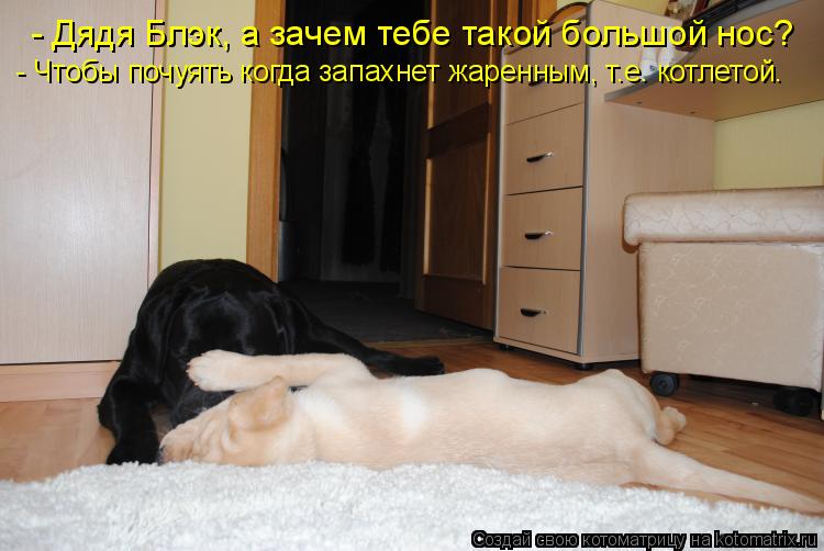 - Дядя Блэк, а зачем тебе такой большой нос? - Чтобы почуять когда запахнет жаренным, т.е. котлетой.... Котоматрица: - Дядя Блэк, а зачем тебе такой большой нос? - Чтобы почуять когда запахнет жаренным, т.е. котлетой.