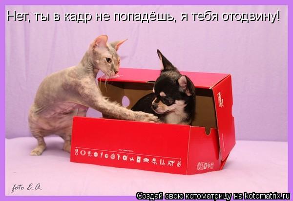 Нет, ты в кадр не попадёшь, я тебя отодвину!... Котоматрица: Нет, ты в кадр не попадёшь, я тебя отодвину!