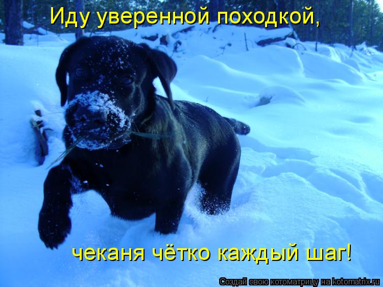 Котоматрица: Иду уверенной походкой, чеканя чётко каждый шаг!