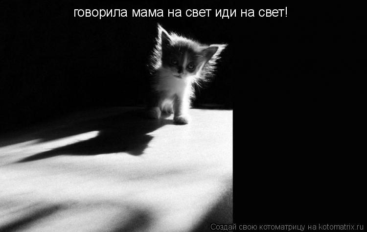 Котоматрица: говорила мама на свет иди на свет!
