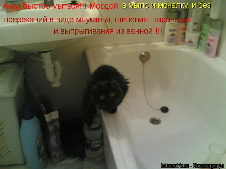 Котоматрица: А ну! быстро мыться!!! Мордой в мыло и мочалку, и без пререканий в виде мяуканья, шипения, царапанья и выпрыгивания из ванной!!!!